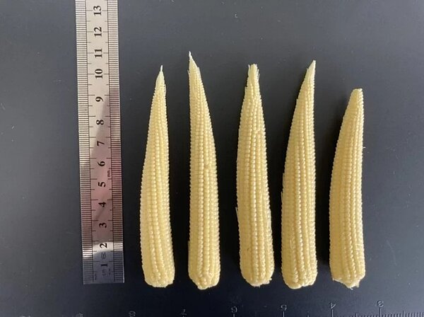 中秋節「百搭食材」玉米筍,農改場人員提醒挑選要注意。記者周宗禎/翻攝