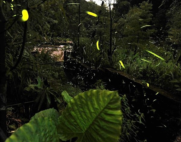 新店區文山農場今天宣布推出「螢河漫食光」賞螢體驗。圖/新北市政府農業局