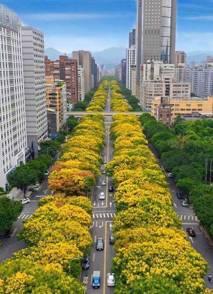 敦化南路上的台灣欒樹開滿金黃花朵。圖／公園處提供