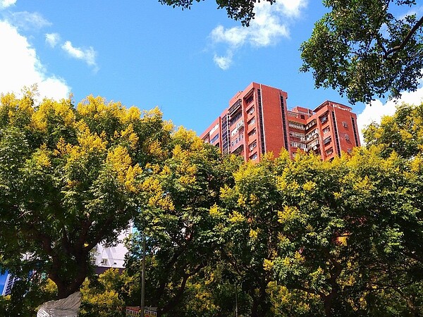 台灣欒樹秋天繽紛的色彩為這個城市帶來了活力。圖／公園處提供