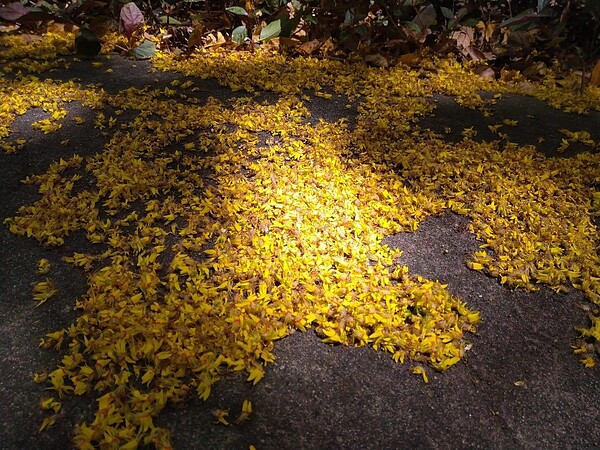 台灣欒樹落花就像黃金雨灑落。圖／公園處提供