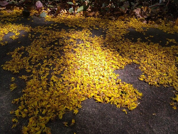 台灣欒樹落花就像黃金雨灑落。圖/公園處提供