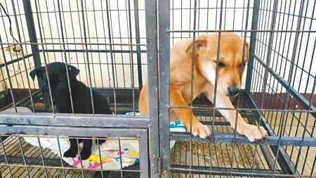 苗栗縣有3鄉鎮被列入農業部生態熱區遊蕩犬移置試辦計畫範圍,但近期有動物保護團體直指苗栗縣收容所開始變相撲殺犬隻。對此,縣府動保所24日澄清遊蕩犬移置,是以人道捕捉、收容且不回置,移除遊蕩犬並非撲殺。(李京昇攝)