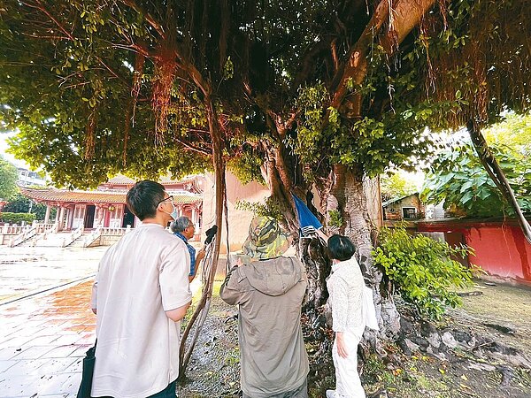 國定古蹟「彰化孔子廟」前門左側的榕樹,近年遭受腐朽菌病蟲害感染,為避免倒塌傷害古蹟與民眾,9月初會勘後,近日已移除。圖/彰化縣文化局提供