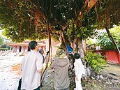 彰化孔廟榕樹染病腐朽　緊鄰古蹟建物小心移除