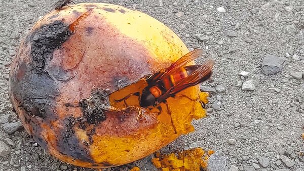 玉山國家公園管理處建議民眾,在虎頭蜂繁殖季節登山切記「5力」保護自己。(玉山國家公園管理處提供/曾雪蒨南投傳真)