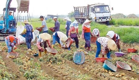 
農地工廠移工再放寬！首波開放6000名移工。圖為農民收成畫面。（本報資料照片）
