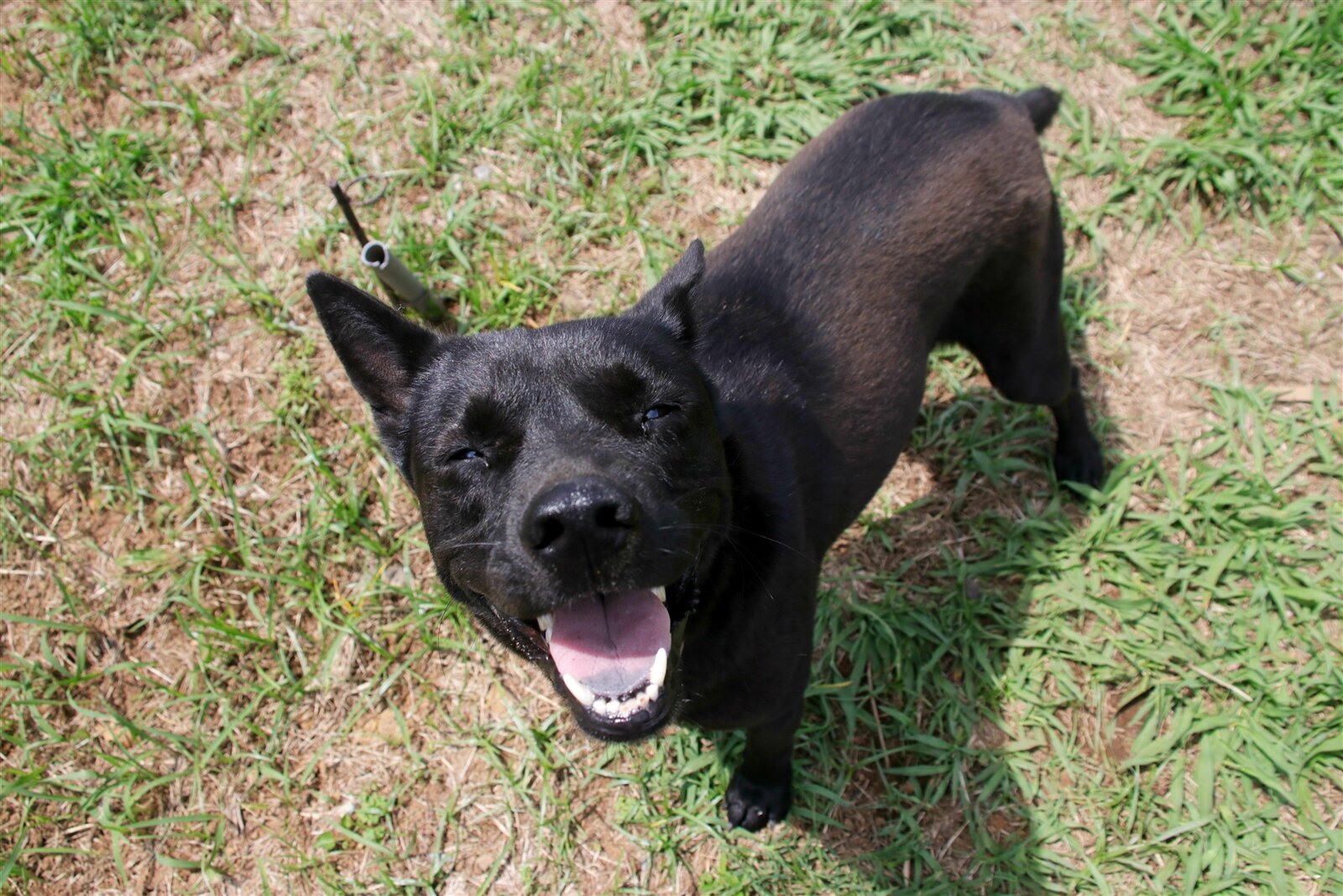 寵物犬示意圖,非當事犬隻。圖/報系資料照