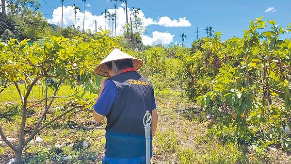 颱風小犬持續朝台灣逼近,花蓮縣政府呼籲農友及早準備各項農作物防颱措施,以減少農業損失。(花蓮縣政府提供/羅亦晽花蓮傳真)