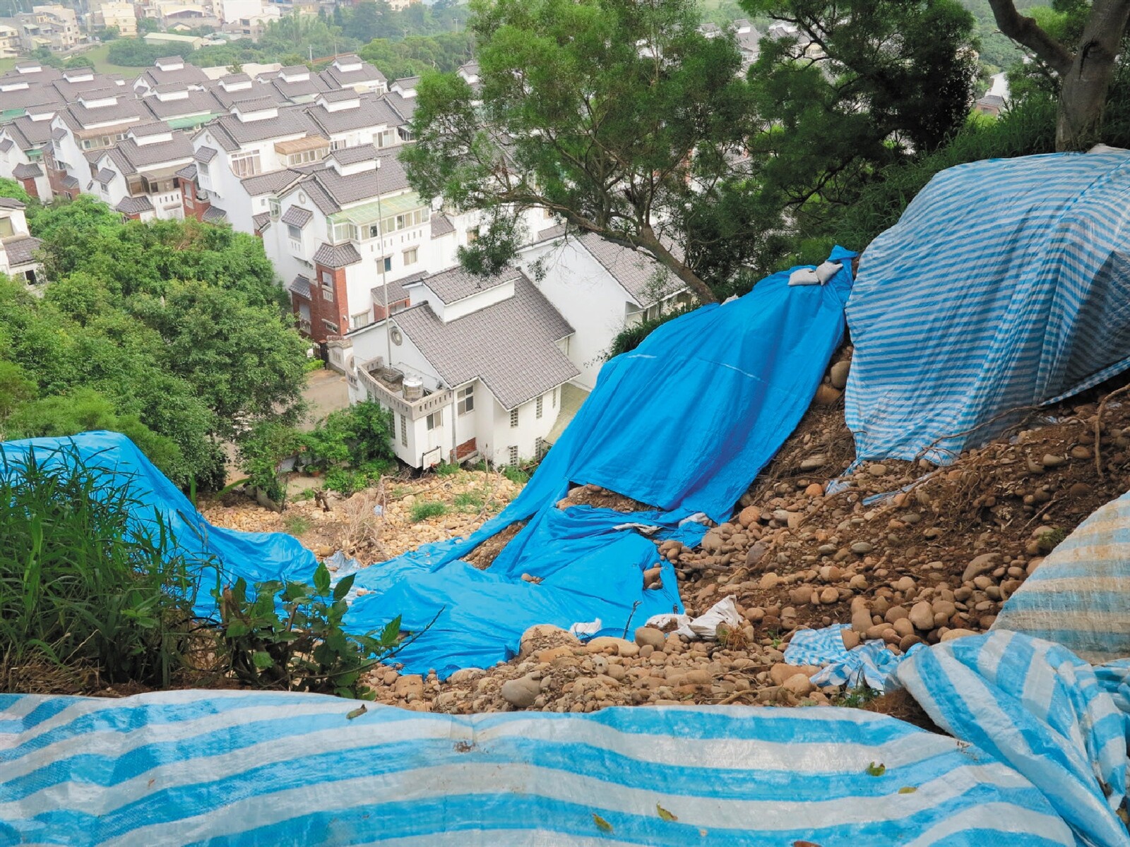 因颱風雨水沖刷，牧場山坡地嚴重坍方，危及山下民宅，牧場緊急動用經費，設排水溝分流。 記者田兆緯／攝影