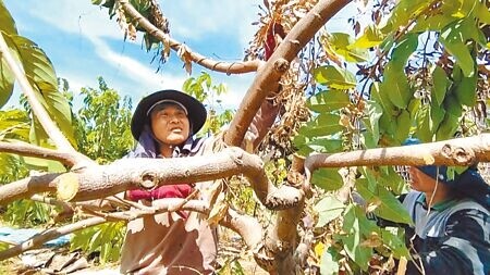 
台東釋迦農雇工加緊修剪枝條，減少果樹受風面積，避免颱風吹襲倒伏。（蕭嘉蕙攝）
