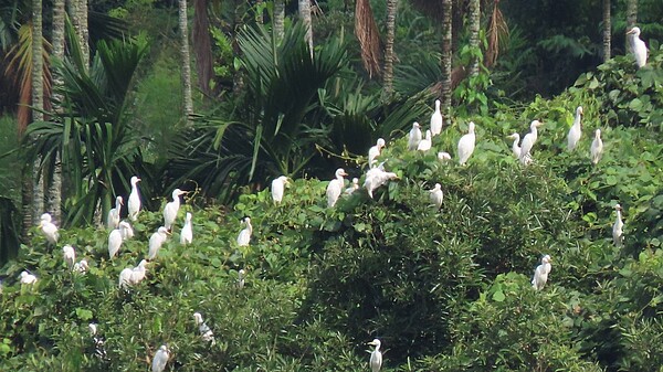 小犬颱風撲台,碰上過境鳥黃頭鷺大軍遷徙季節,前天黃頭鷺大軍急行軍過境嘉義縣梅山鄉,昨天紛紛棲息溪谷樹林枝頭上,休息避颱,成群鳥兒停滿樹上,鳥友形容如同「十月雪」。圖/蘇家弘提供