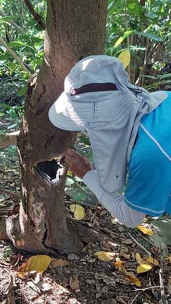 屏東市千禧公園常發現天然積水容器。圖/屏東縣府衛生局提供