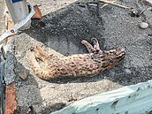 石虎現蹤草屯遭路殺　南投已9例