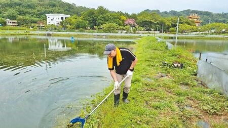 苗栗縣大閘蟹從國慶連假開始上市，業者採取「綠色生態」、「疏養」養殖模式，並以益生菌改善水質，避免使用任何藥劑，讓今年養殖收成數突破3成。（謝明俊攝）