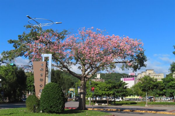 士林官邸迎賓的美人樹10月初已盛開。圖／台北市工務局提供
