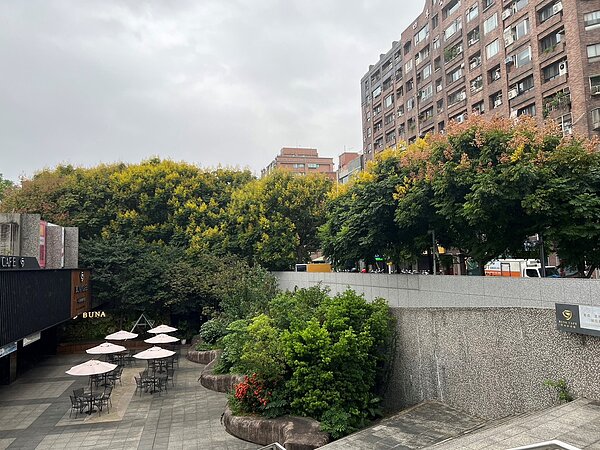 新北市中和區的四號公園內隨處可見欒樹,因隨四季變化出鮮綠、翠綠、金黃、紅褐四種繽紛色彩,因此欒樹又有四色樹之稱。圖/新北市政府提供