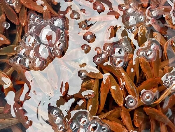 日月潭魚虎球今年反常在入秋後大爆發,至今撈捕量已突破3萬尾。圖/民眾提供