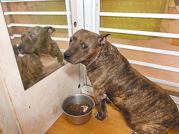 高雄市橋頭區新市鎮日前有民眾目睹比特犬(示意圖)咬傷流浪犬,於是立即通報相關單位,但問題都未獲得解決,對此,高雄市動保處10日表示,已接獲相關事證影片,將對飼主開罰3萬元至15萬元罰鍰。圖/民眾提供