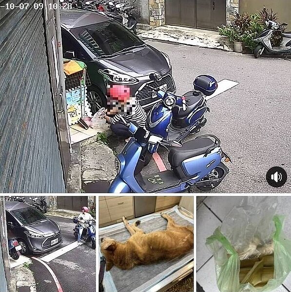 新北市新莊區一名飼主控訴,飼養15年的愛犬遭到陌生女子餵食糯米腸而死亡,氣憤報案。圖/截自愛新莊我是新莊人社團