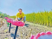 另類渡化　農民架設念佛機趕麻雀