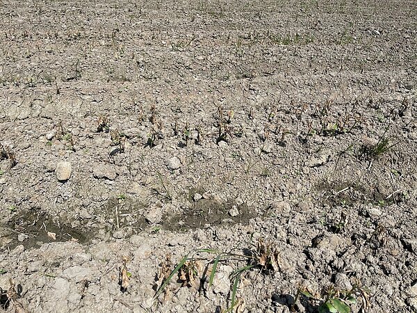 台中大豆植株萎凋災損補償至10/21止。圖/台中市府提供