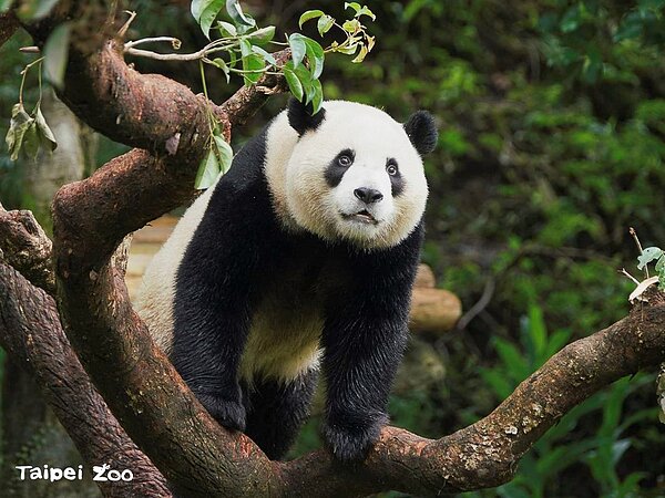 大貓熊主題商店今日正式開幕。圖為圓寶/詹德川攝