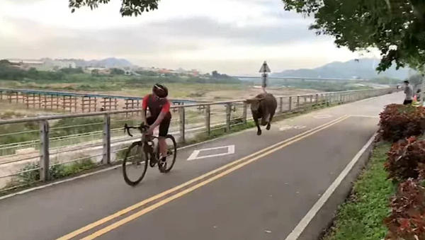 新北樹林河濱昨突然出現水牛爆衝追逐騎單車民眾事件，行動頗有攻擊性，畫面駭人。圖／取自「我是樹林人」臉書社團