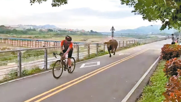 新北樹林河濱出現水牛暴衝追逐騎單車民眾事件,畫面駭人。圖/民眾提供