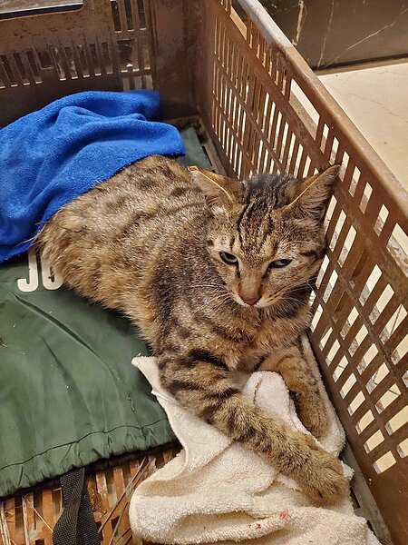 彰化縣社頭鄉民眾28日晚間在社石路一帶發現一隻貓躺在路邊奄奄一息,將牠送往動物醫院急救後,獸醫發現貓竟身中二個鉛彈,雖取出鉛彈,但貓也傷重死亡。圖/彰化動物防疫所提供