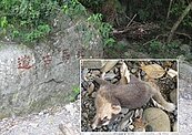 礁溪跑馬古道驚見鼬獾屍！