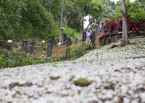 新北深坑萬福生態公園的油桐花海。圖源:范東平翻攝