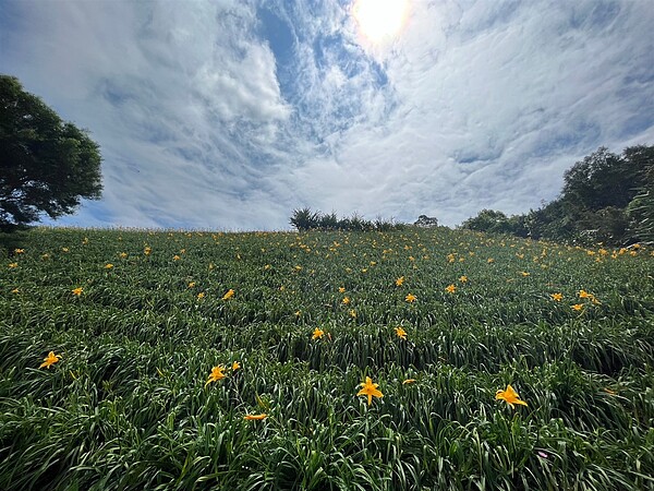 與一般8月至9月開花的金針花不同,臺東農改場新品種「臺東七號」是於4月至6月開花。圖/台東縣政府提供