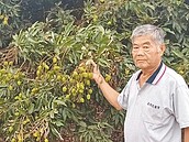 久旱不雨　高雄玉荷包產量剩一半