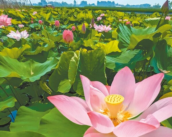 今年缺水等因素使得台南白河蓮花栽種面積略為減少，不過花況仍是相當美麗。（白河區公所提供／張毓翎台南傳真）