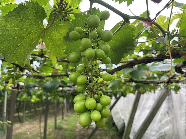 巨峰葡萄受3月鋒面影響造成單偽結果。圖/台中市府提供