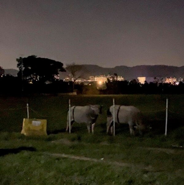 昨天（3日）晚上又有民眾發現水牛出現在三鶯棒球場提醒路過民眾小心。圖／三峽北大特區(三峽、鶯歌、樹林、土城)臉書社團翻攝
