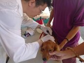 寵物貓狗預防狂犬病　北市半數已施打疫苗