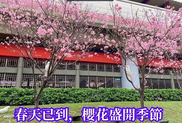 石牌站有個「櫻木花道」？（圖／北投樂生活Ｘ有你有我）