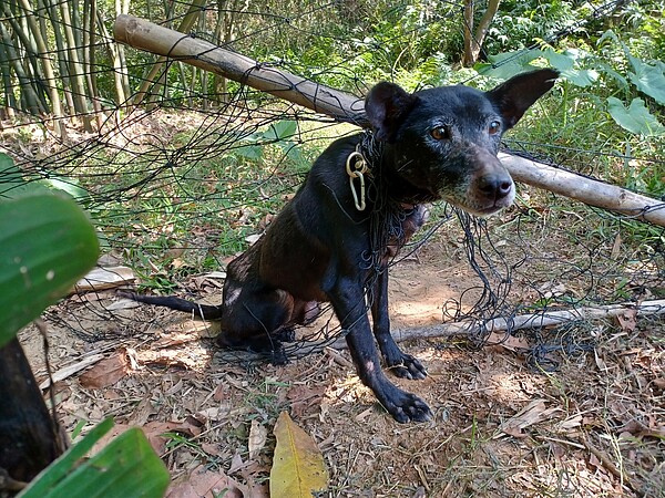 犬隻鑽入大孔目圍網，脖子受到網繩纏繞而無法自行脫困。圖／新北市政府動保處