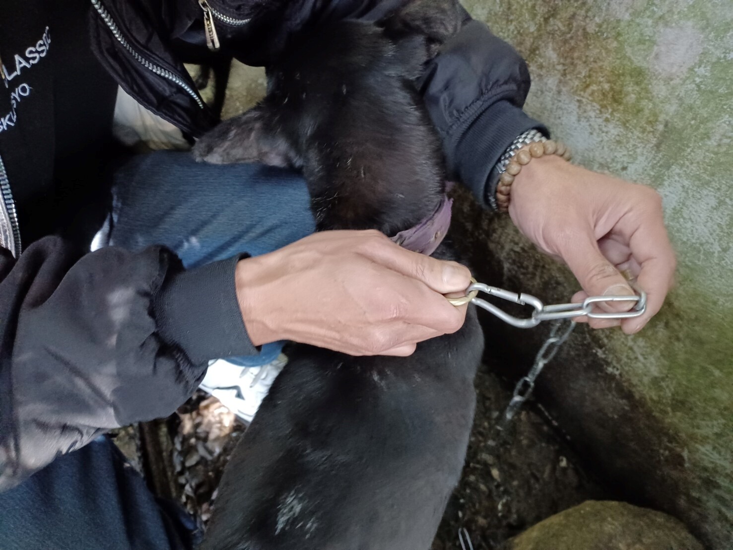 犬隻因牽繩扣環的鬆脫，造成此次山坡受困圍網內。圖／新北市政府動保處