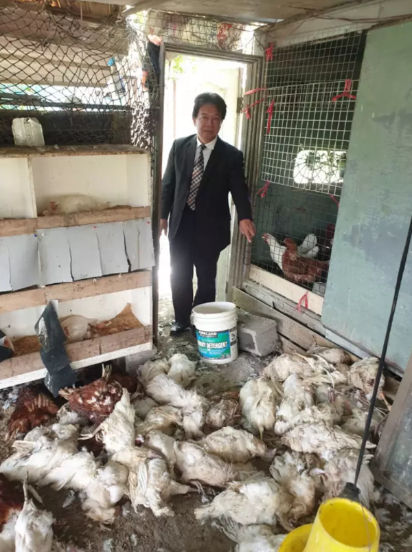 台南市安南區一養雞場被流浪犬闖入，咬死2百多隻蛋雞，市議員郭信良前往關心。圖／郭信良提供