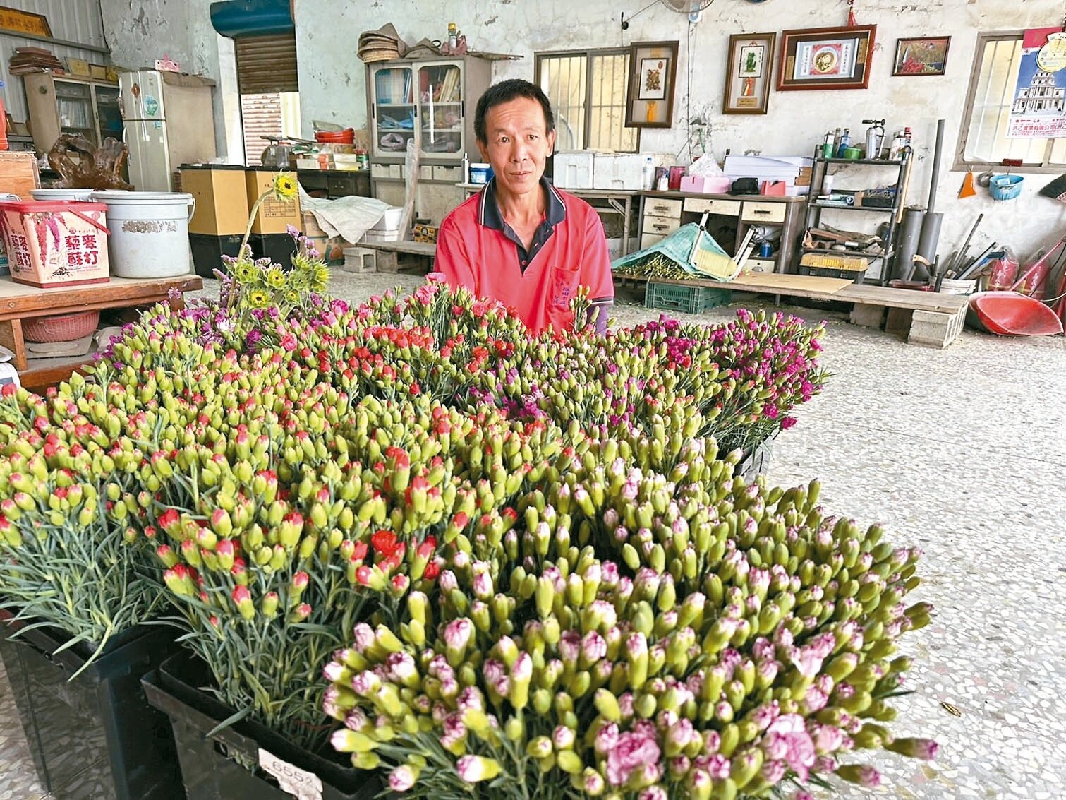 嘉義市港坪花卉專業區是全台第2大康乃馨產地,李建欣與家人忙採收上市。 記者魯永明/攝影