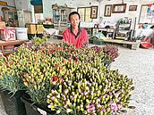 康乃馨佳節需求旺　每束漲破百元