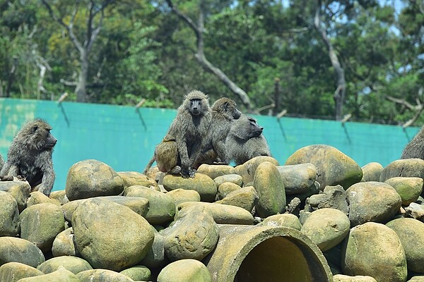 六福村狒狒。圖/林務局提供