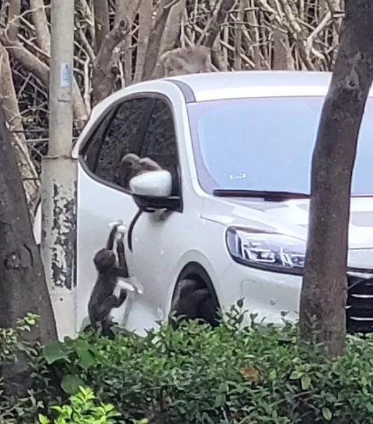 民眾拍下柴山獼猴猛搖車把手,提醒離開要把車門鎖好。圖/讀者提供