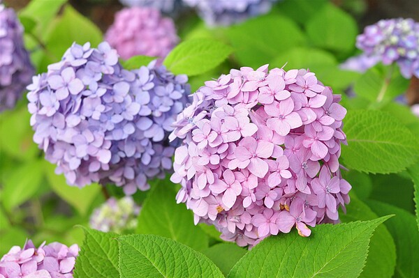 繡球花因其具有豐富的顏色變化，更有「花中千面女郎」之稱。圖／台北市政府提供