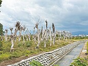 台東議員：說好的公園成菩提樹墳場