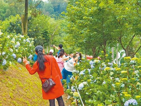 2023桃園繡球花季台7線多處農場免費開放參觀，另有農事體驗民眾可上網報名。（呂筱蟬攝）