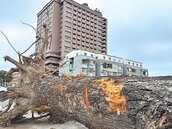 台東飯店擴建剷除80年老樹　民眾怒提告